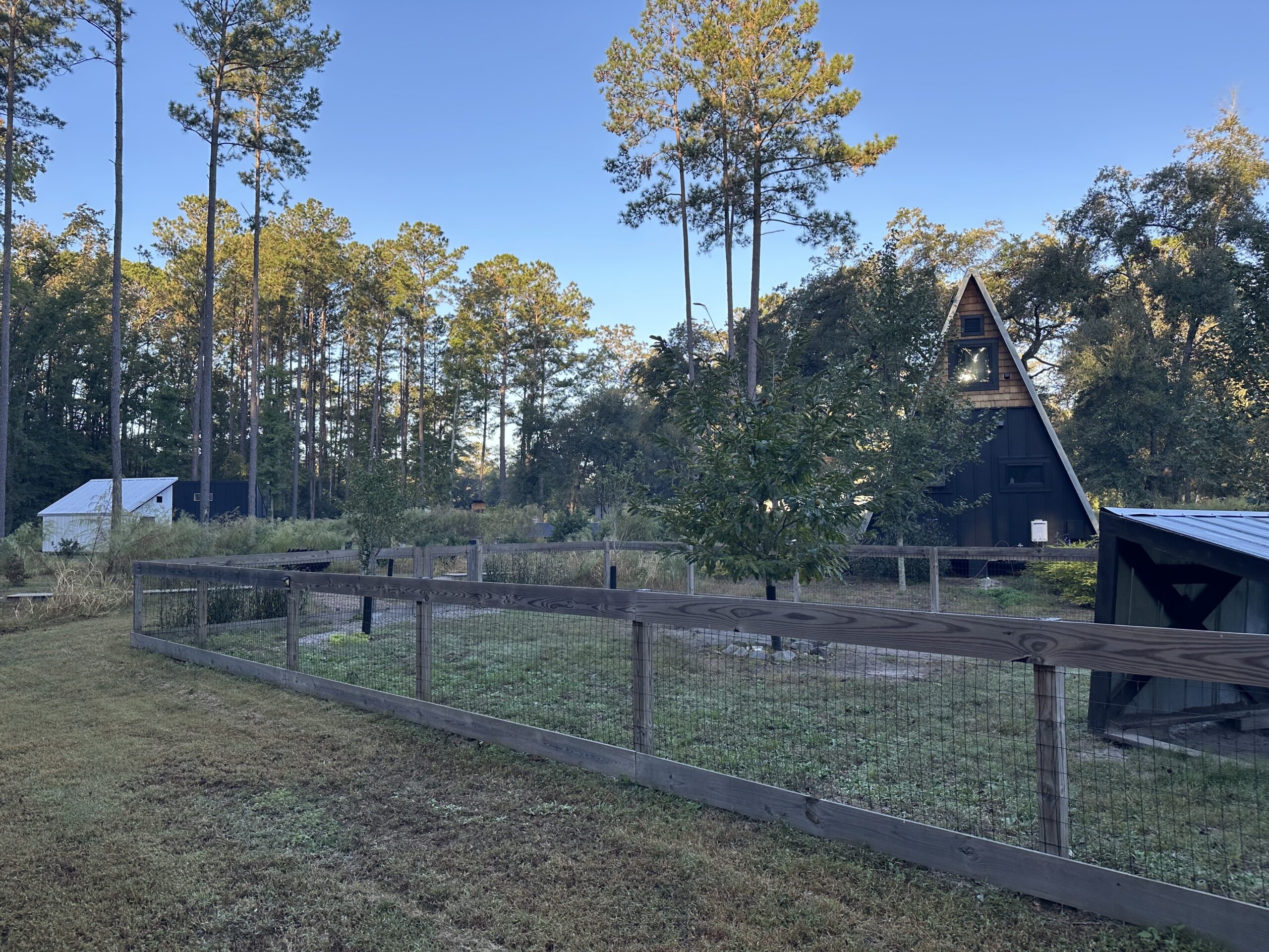 Rustic A-frame cabin nestled among tall pine trees at Heirloom Hamlet, Ridgeland, South Carolina. A fenced garden and nearby structures add charm to the serene, natural setting, perfect for a peaceful escape